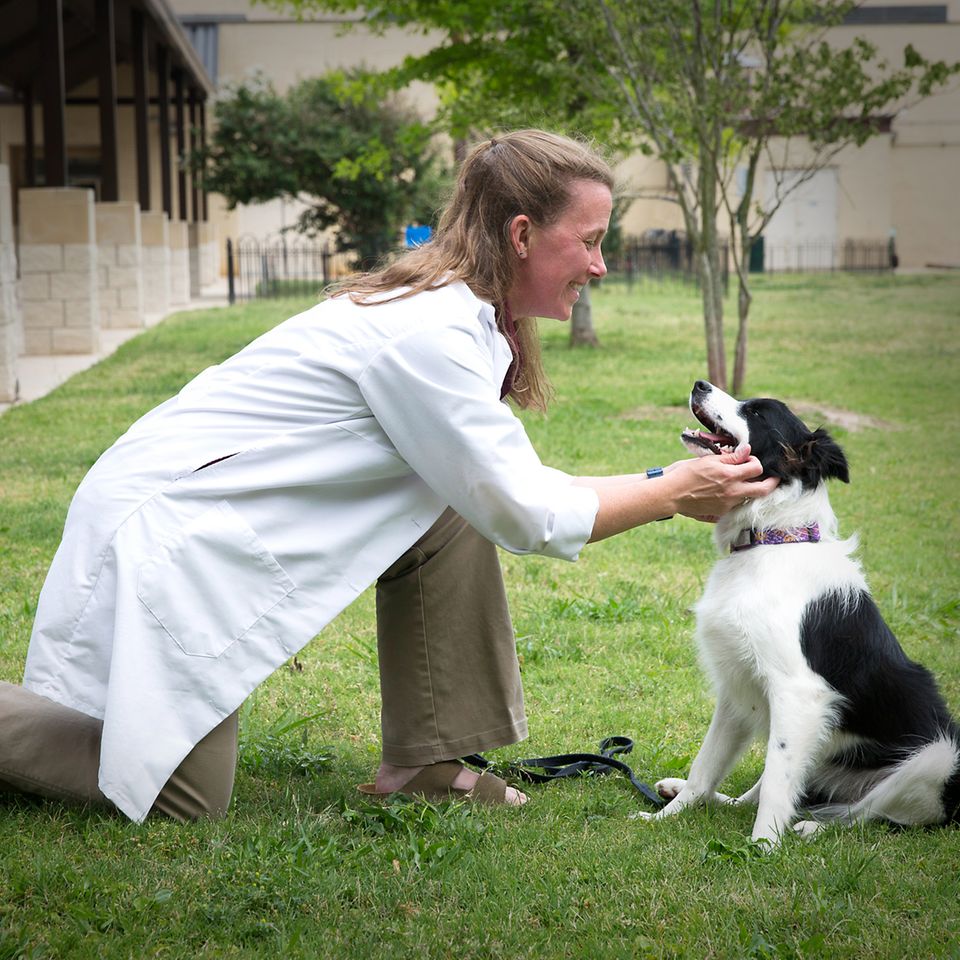 Hunde altern wie Menschen auch, nur viel schneller. Im "Dog Aging Project" an der Texas A&M University werden Alterungsprozesse an den Vierbeinern erforscht