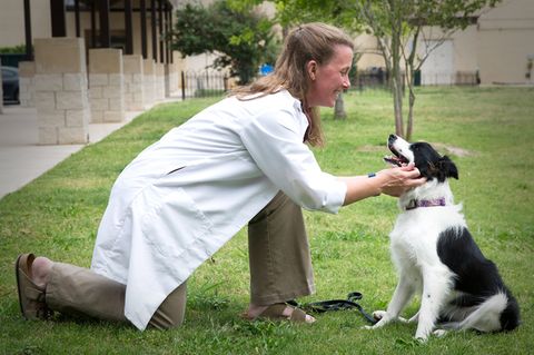 Hunde altern wie Menschen auch, nur viel schneller. Im "Dog Aging Project" an der Texas A&M University werden Alterungsprozesse an den Vierbeinern erforscht