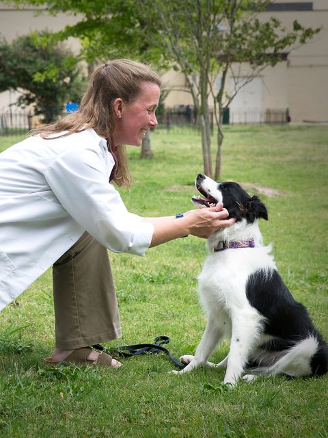 Hunde altern wie Menschen auch, nur viel schneller. Im "Dog Aging Project" an der Texas A&M University werden Alterungsprozesse an den Vierbeinern erforscht