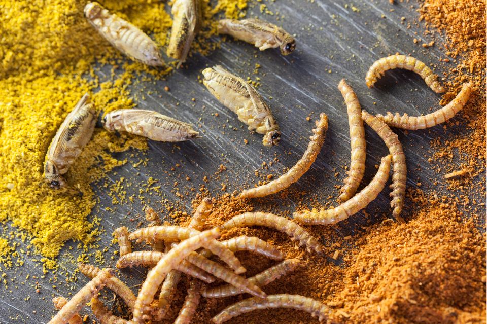 Essbare geröstete und gewürzte Mehlwürmer und Grillen