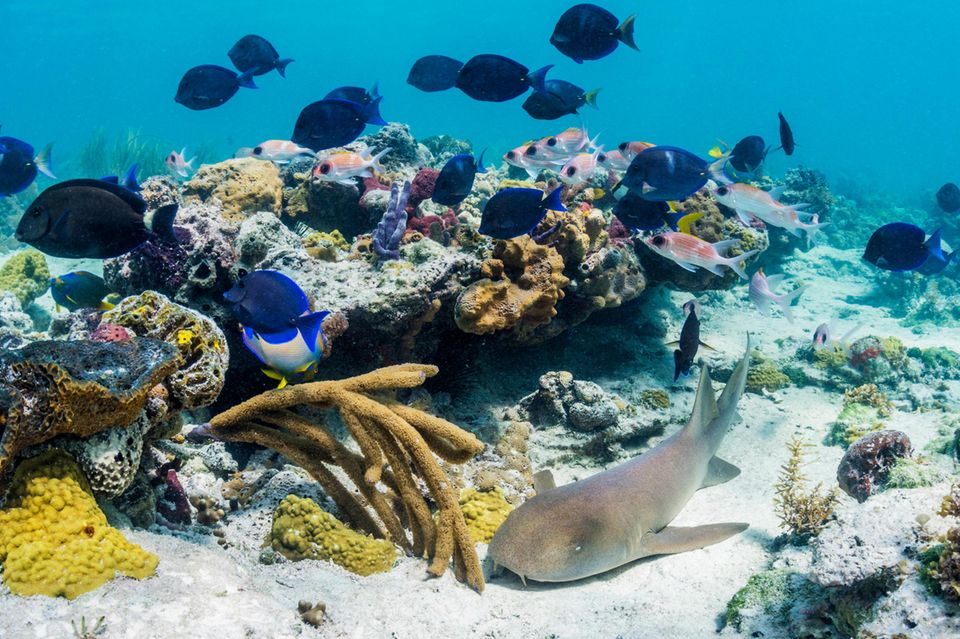 Ein Ammenhai ruht in der Nähe eines Korallenriffs auf den Bahamas