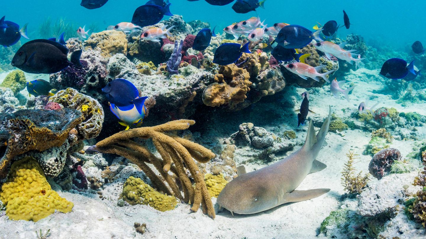 Ein Ammenhai ruht in der Nähe eines Korallenriffs auf den Bahamas