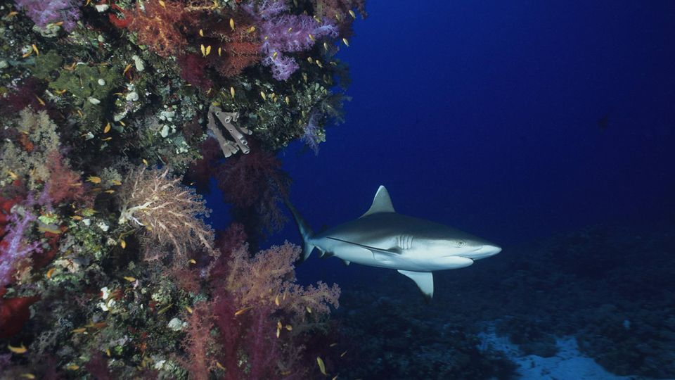 Grauer Riffhai im roten Meer