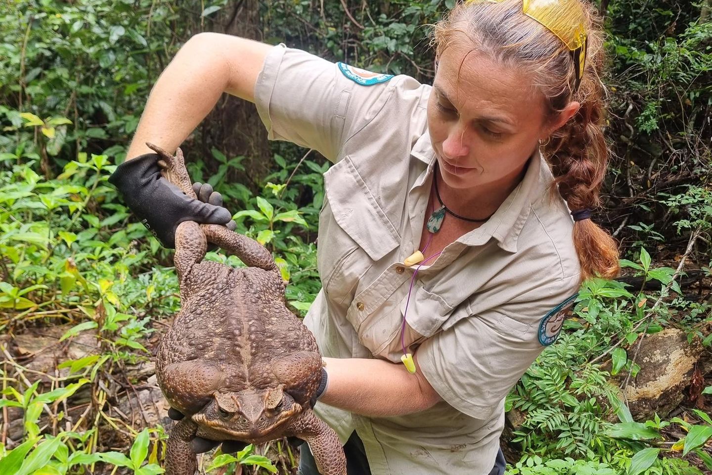 Die im australischen Conway National Park entdeckte Aga-Kröte wurde "Toadzilla" getauft