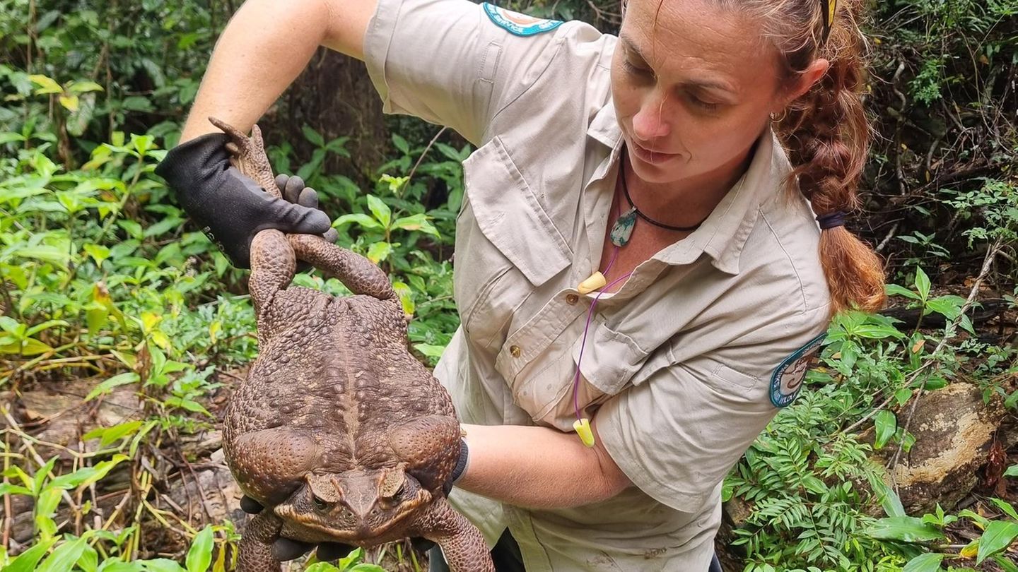 Die im australischen Conway National Park entdeckte Aga-Kröte wurde "Toadzilla" getauft
