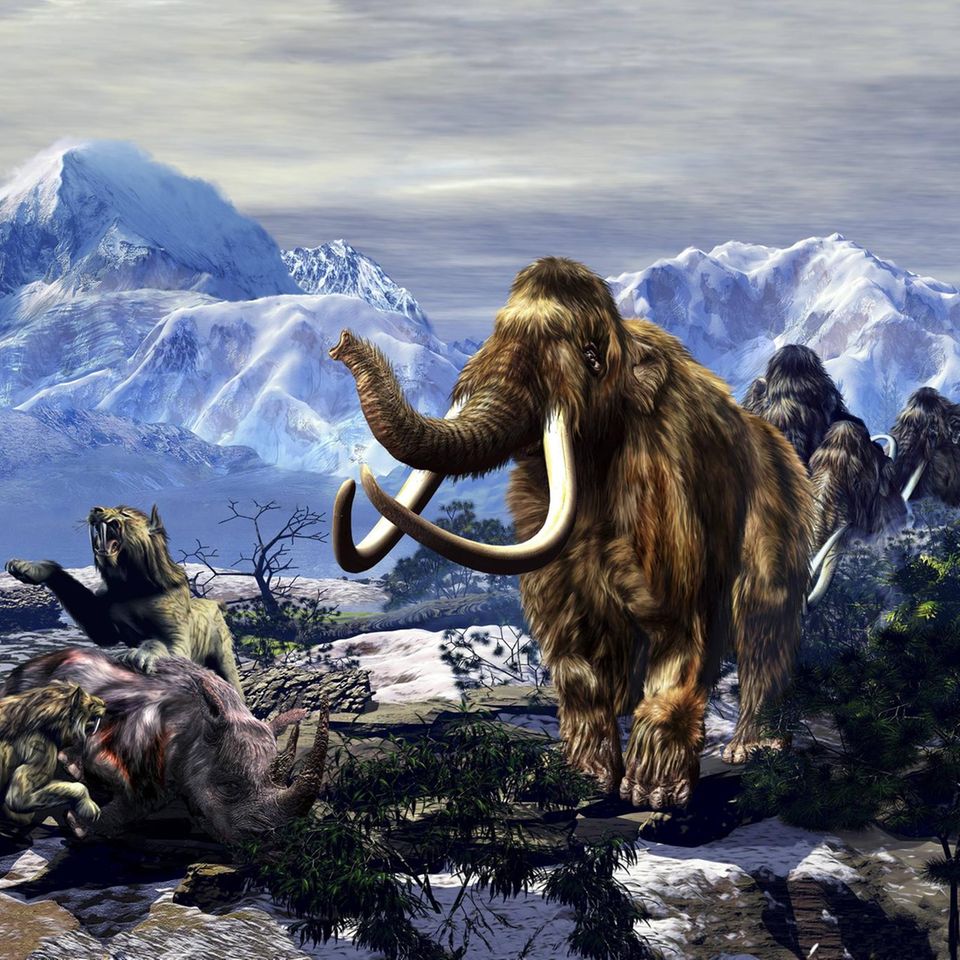 Graphik der letzten Eiszeit mit Mammut, Säbelzahnkatzen und Wolnashörnern