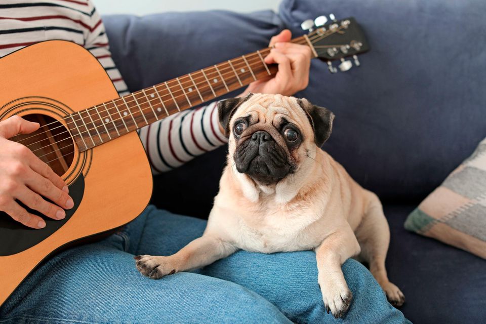 Ein Mops hört seinem Herrchen beim Gitarrenspielen zu