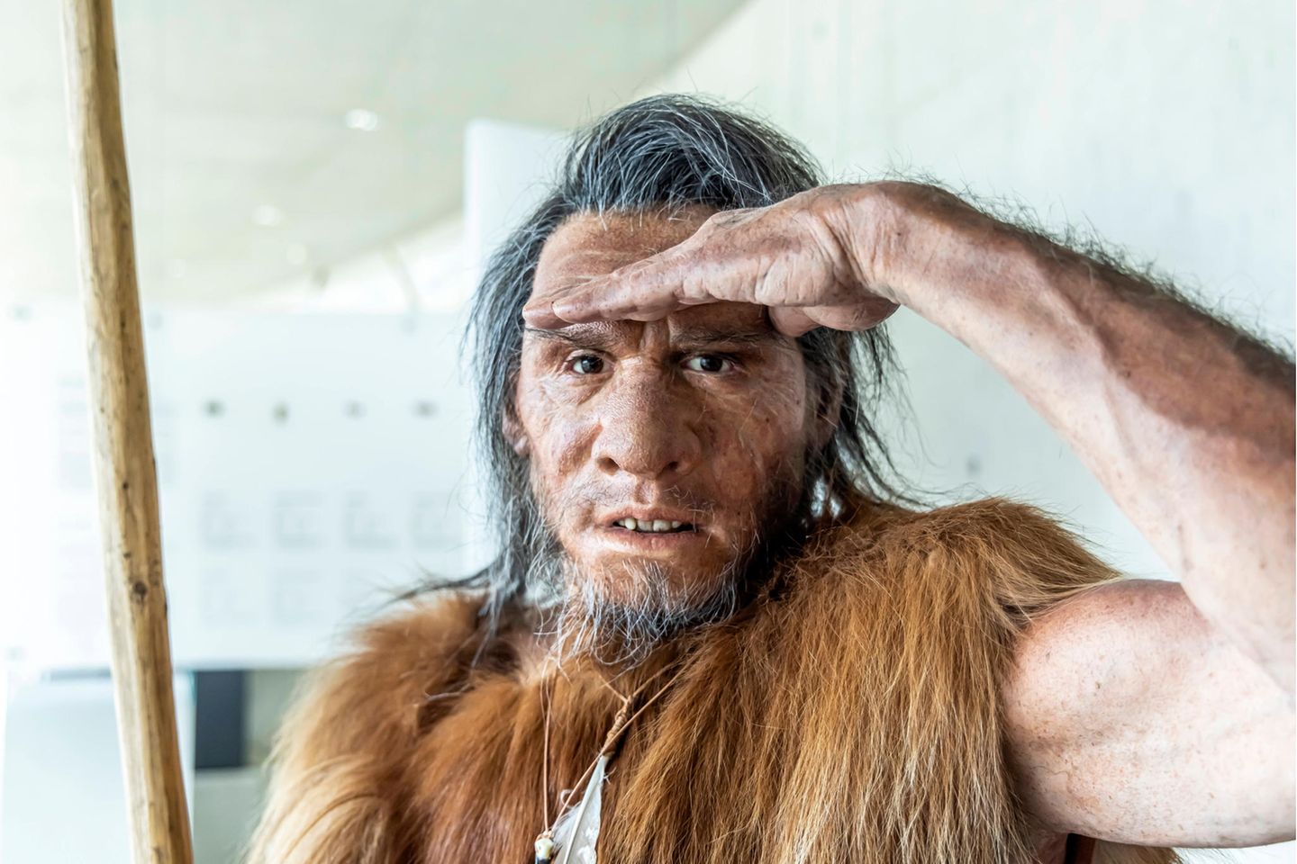 Die Nachbildung eines Neandertalers im Museum im Archäopark Niederstotzingen