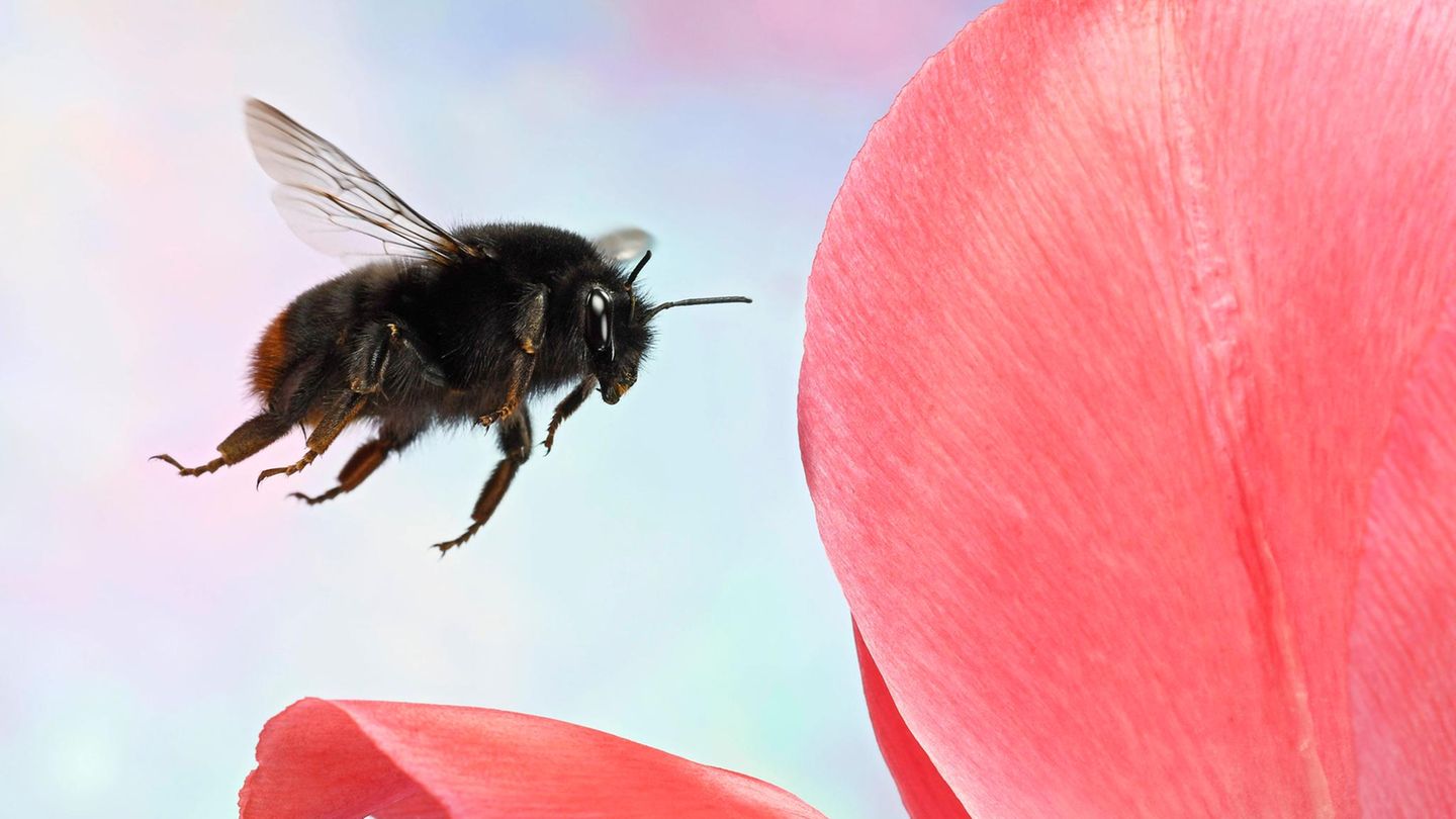 Eine Steinhummel fliegt eine Tulpenblüte an
