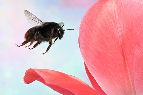 Eine Steinhummel fliegt eine Tulpenblüte an