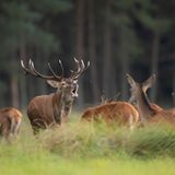 Hirschbrunft in der Eifel