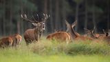 Hirschbrunft in der Eifel