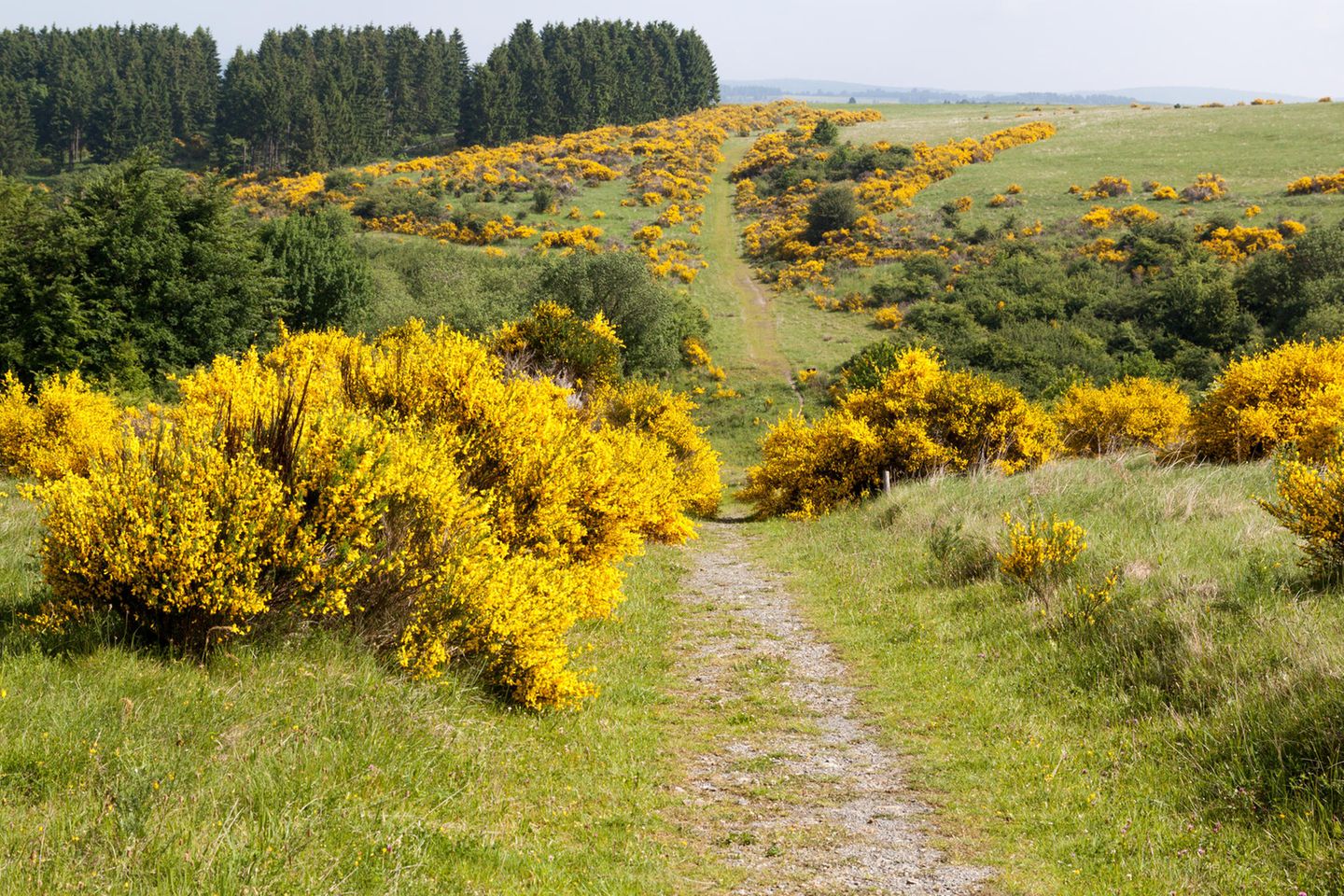 Ginsterblüte im Nationalpark Eifel