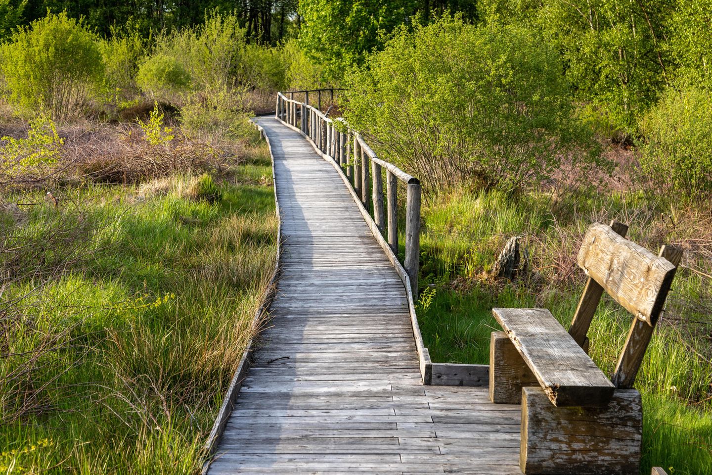 Holzbohlenweg durch das Todtenbruch Moor