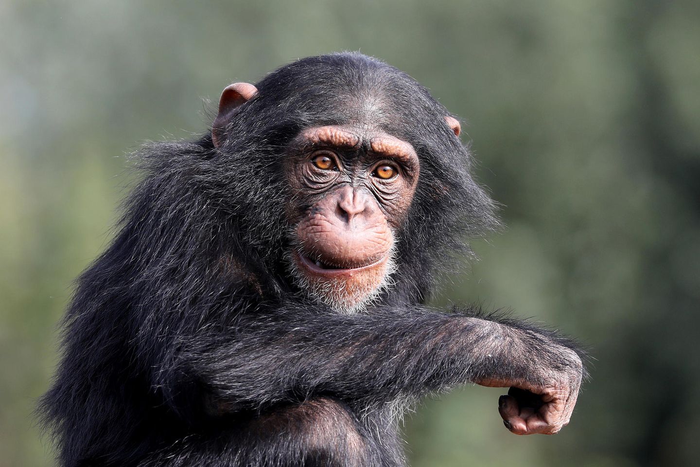 Schimpanse vor grünem Hintergrund guckt in die Kamera