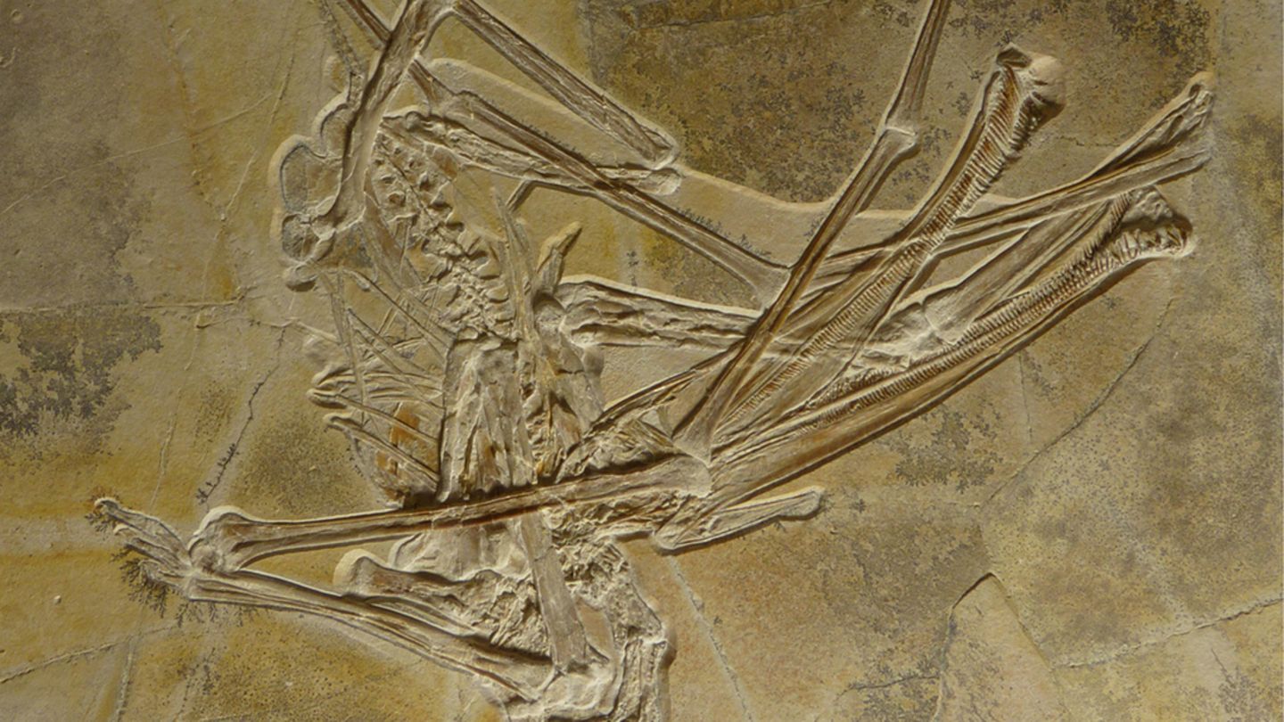 Das Fossil des neu entdeckten Flugsauriers Balaenognathus maeuseri ist ungewöhnlich gut erhalten