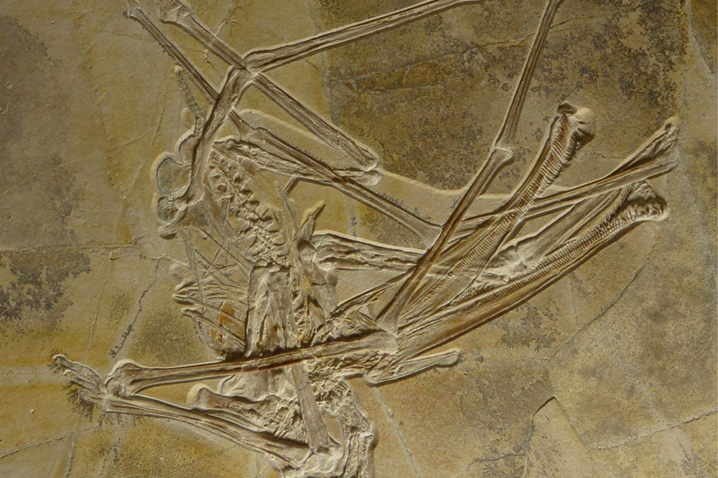 Das Fossil des neu entdeckten Flugsauriers Balaenognathus maeuseri ist ungewöhnlich gut erhalten