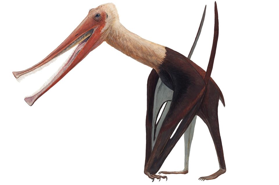 Rekonstruktion von Balaenognathus maeuseri: So könnte der Flugsaurier mit dem Filter-Schnabel ausgesehen haben