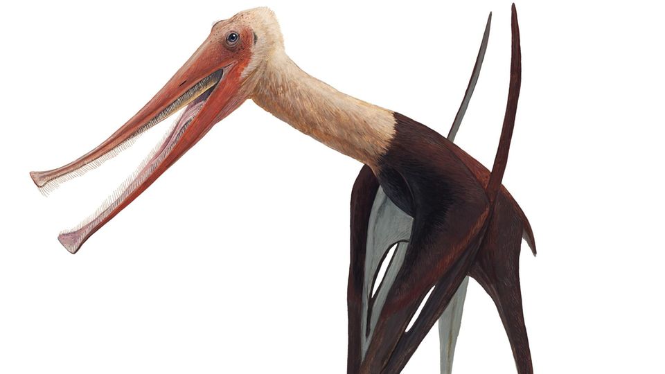 Rekonstruktion von Balaenognathus maeuseri: So könnte der Flugsaurier mit dem Filter-Schnabel ausgesehen haben