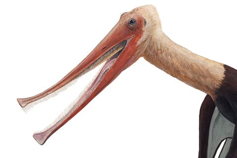 Rekonstruktion von Balaenognathus maeuseri: So könnte der Flugsaurier mit dem Filter-Schnabel ausgesehen haben