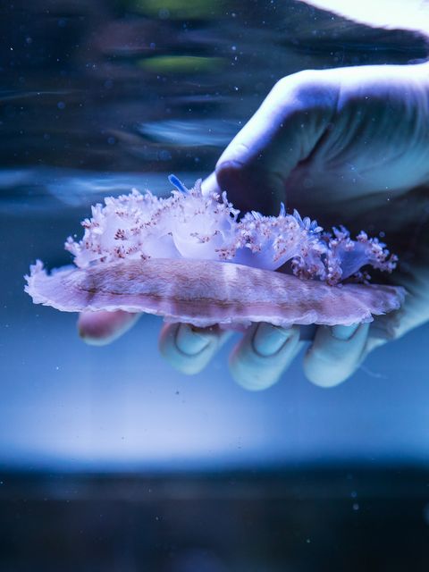 Die Mangrovenqualle kann Photosynthese betreiben und Pigmente produzieren, die für die Ernährung interessant sind