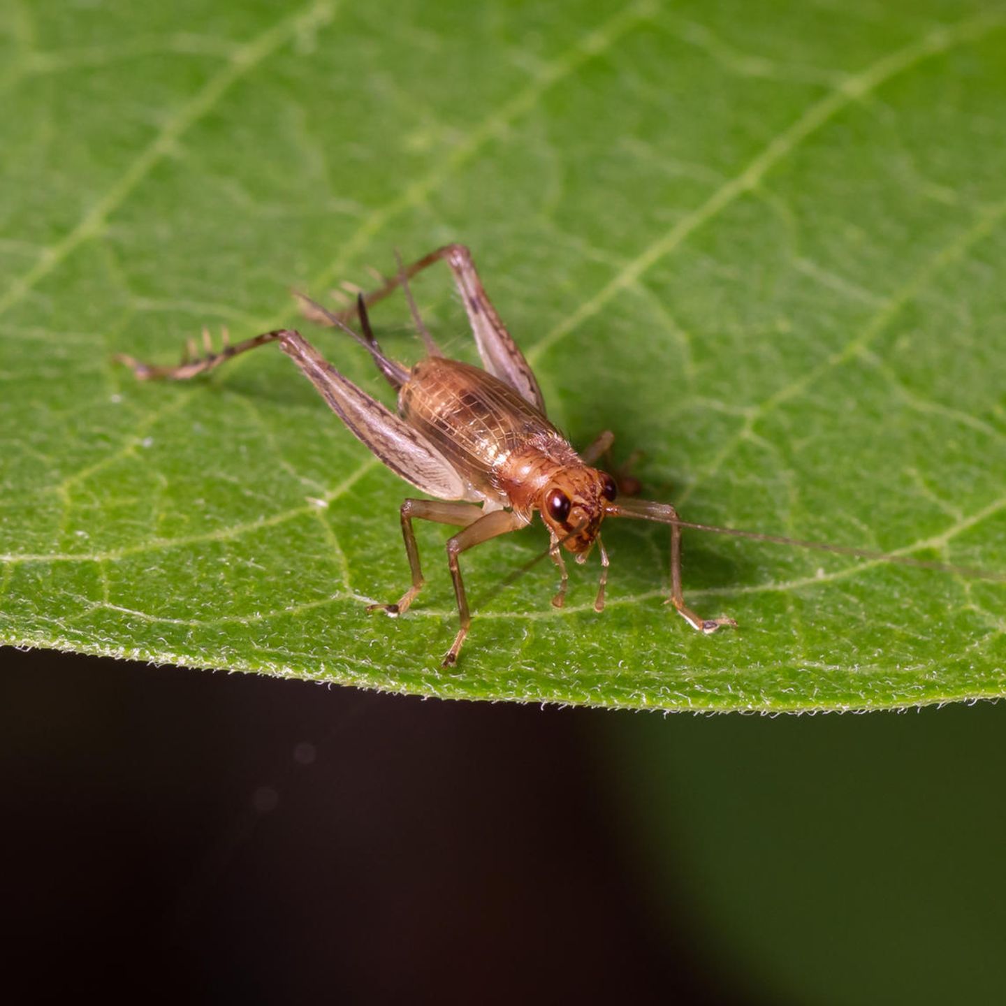Insekten als Nahrungsmittel sind Greenwashing - [GEO]
