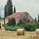 Weizenfeld in der Toskana