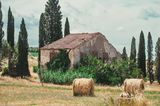Weizenfeld in der Toskana