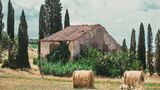 Weizenfeld in der Toskana