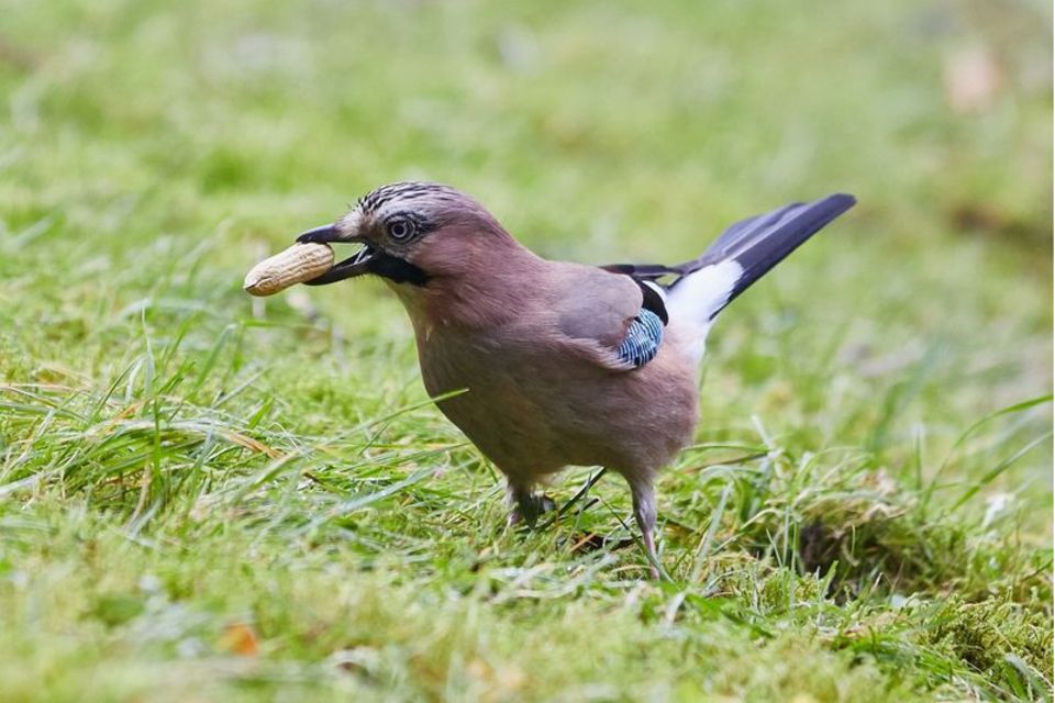 Ein Eichelhäher (Garrulus glandarius) hält in einem Garten in Hamburg eine Erdnuss in seinem Schnabel