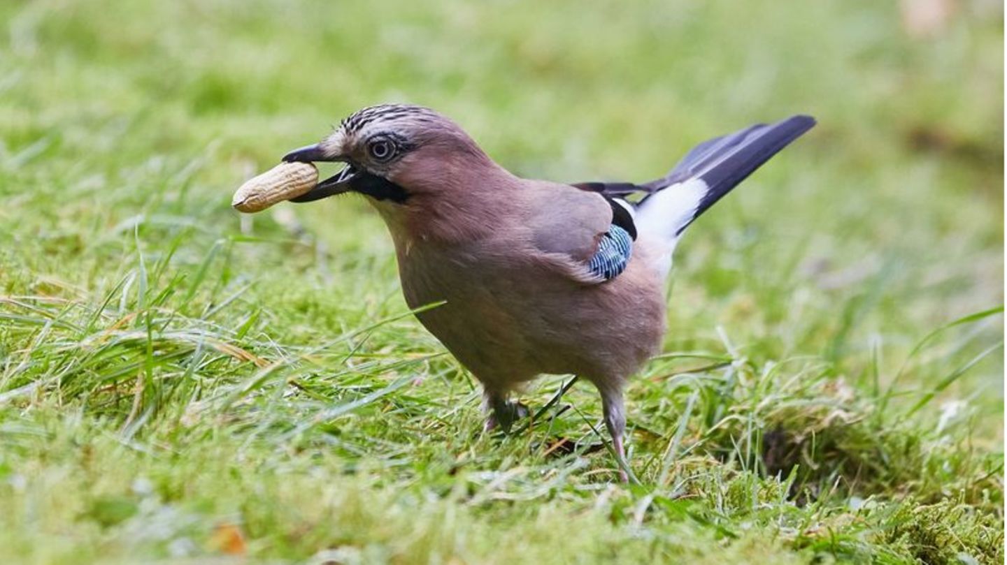 Ein Eichelhäher (Garrulus glandarius) hält in einem Garten in Hamburg eine Erdnuss in seinem Schnabel