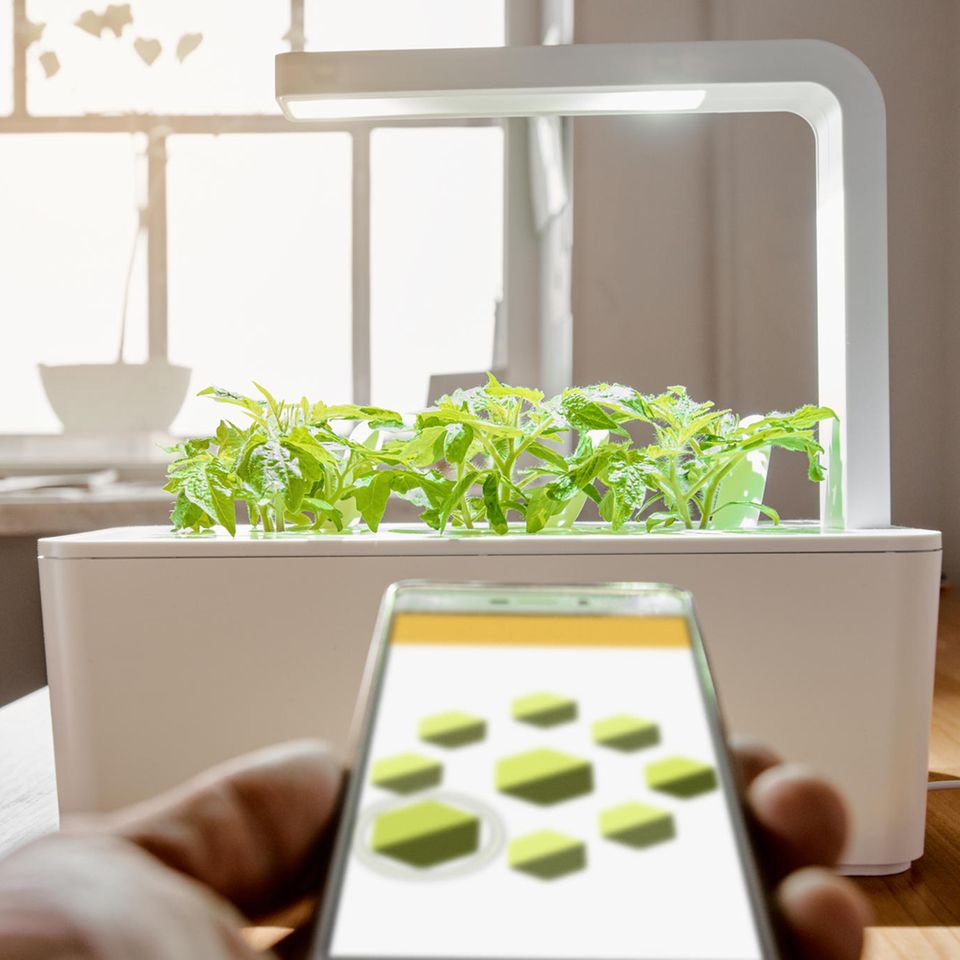 Ein beleuchteter Indoor-Garten mit Pflanzen