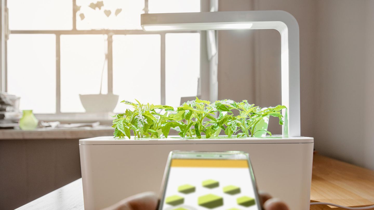 Ein beleuchteter Indoor-Garten mit Pflanzen
