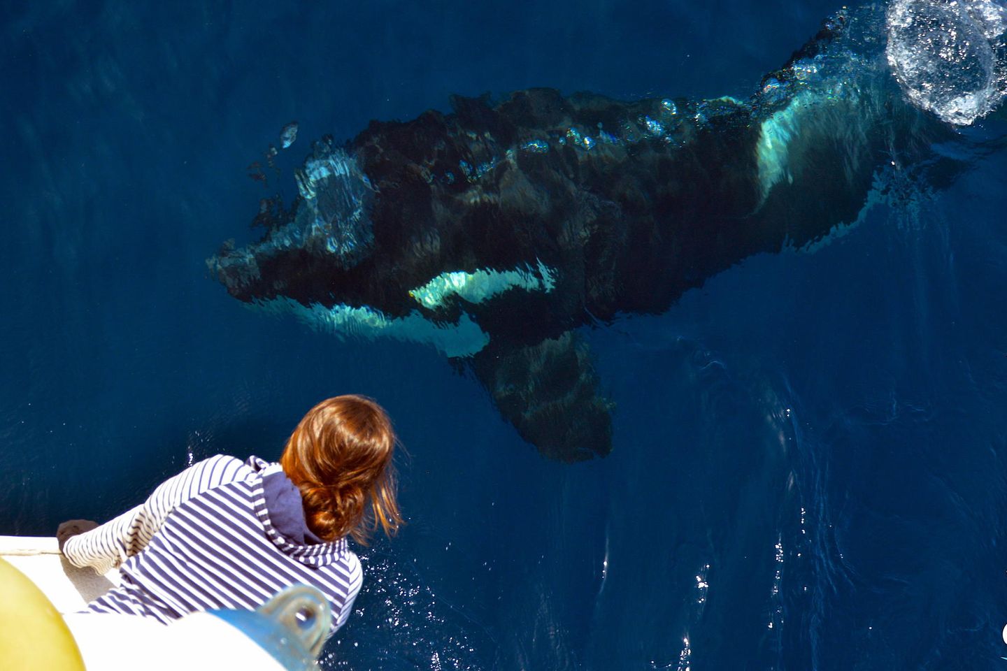 Orcas sind Top-Predatoren der Meere. Dennoch ist bislang kein Fall dokumentiert, bei dem ein Orca in freier Wildbahn einen Menschen angegriffen hätte