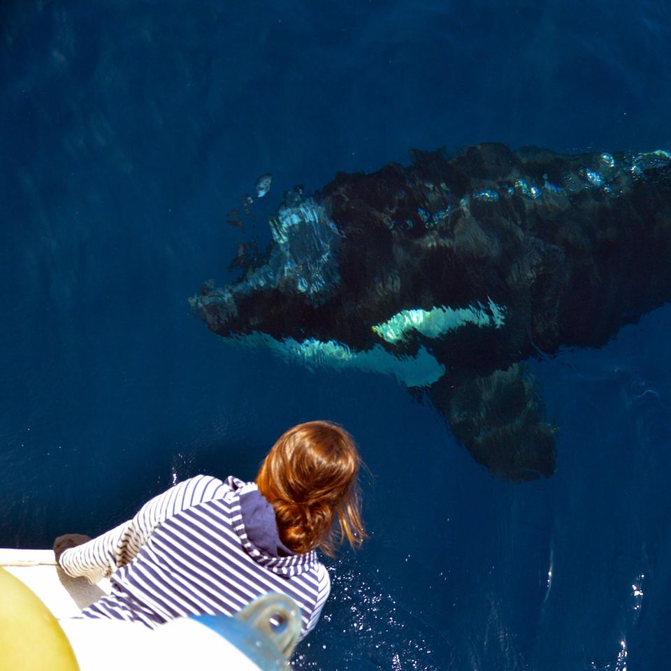 Orcas sind Top-Predatoren der Meere. Dennoch ist bislang kein Fall dokumentiert, bei dem ein Orca in freier Wildbahn einen Menschen angegriffen hätte