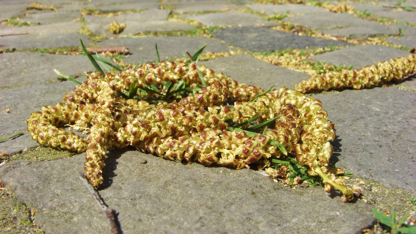 Birkenpollen auf der Straße