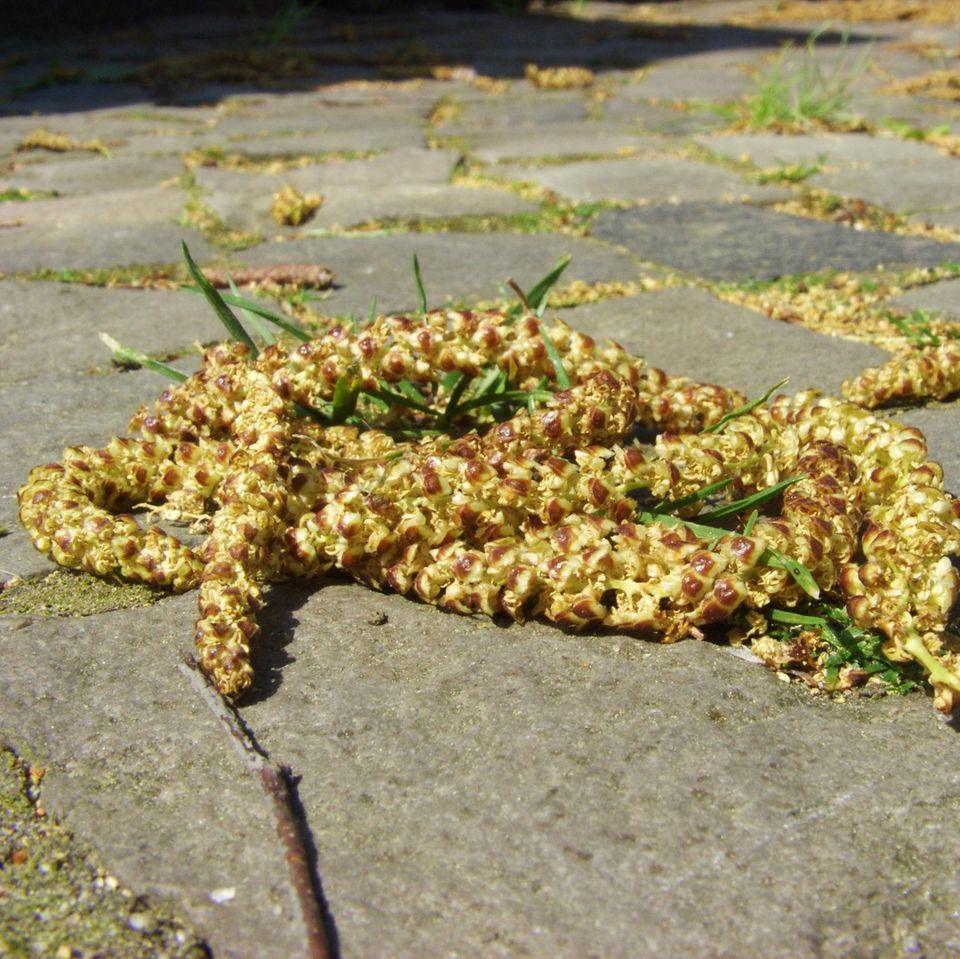 Birkenpollen auf der Straße