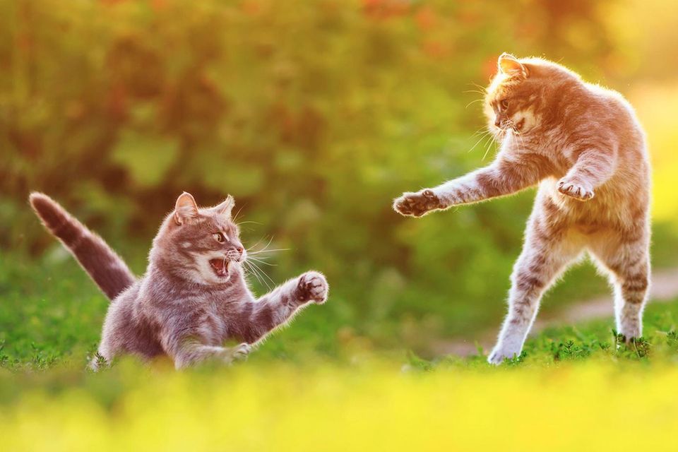 Zwei Katzen kämpfen