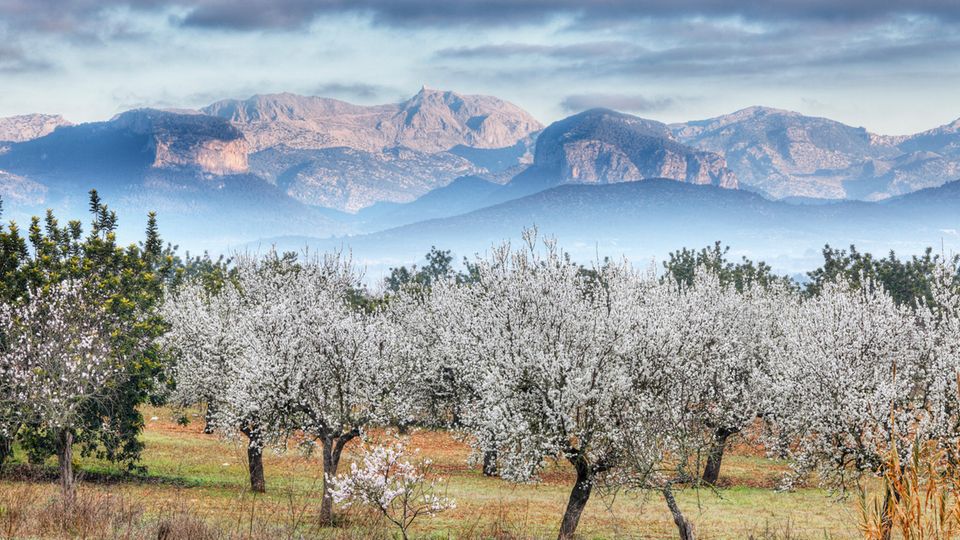 Mandelblüte auf Mallorca