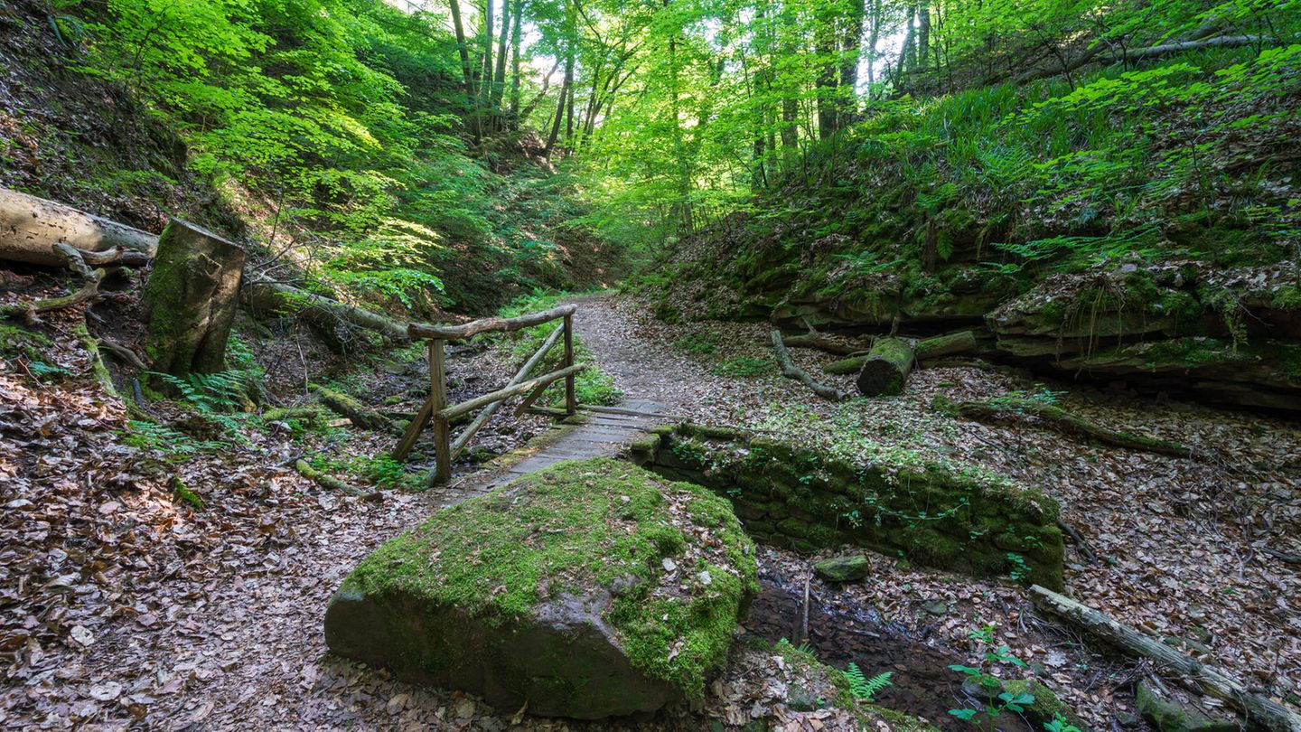 Eine kleine Holzbrücke in einem Wald