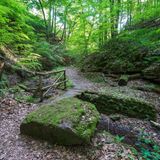 Eine kleine Holzbrücke in einem Wald