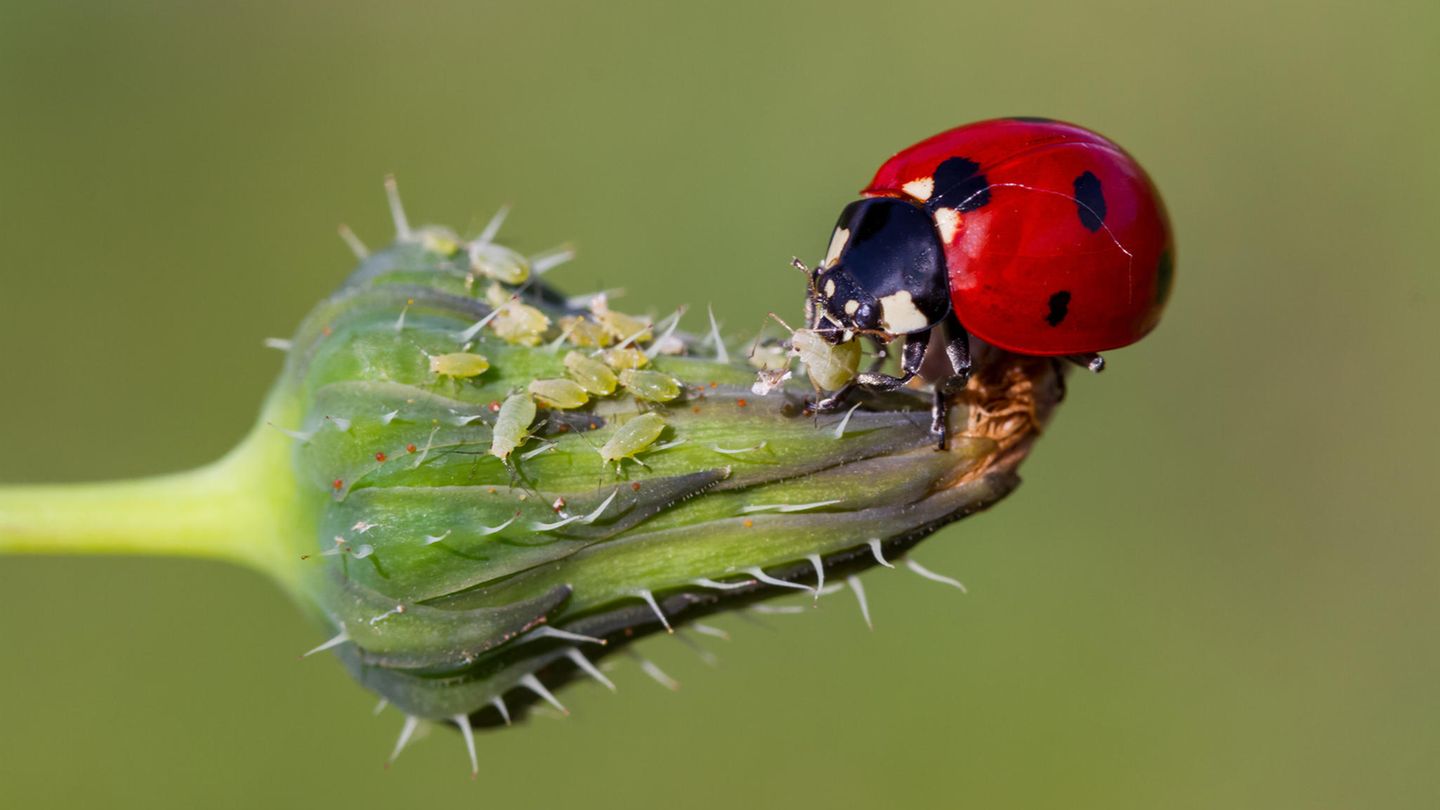 Die Forschenden fordern Schutzgebiete, die besser auf die Belange von Insekten eingehen
