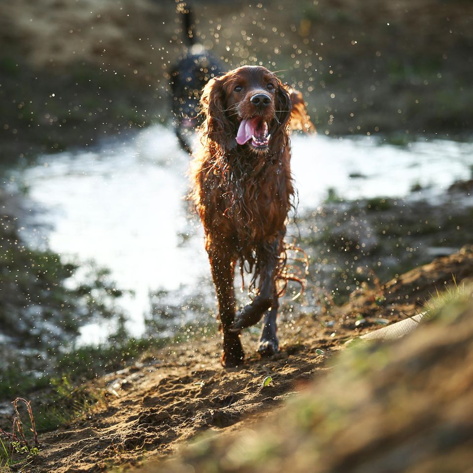 Nasse Hunde in der Natur