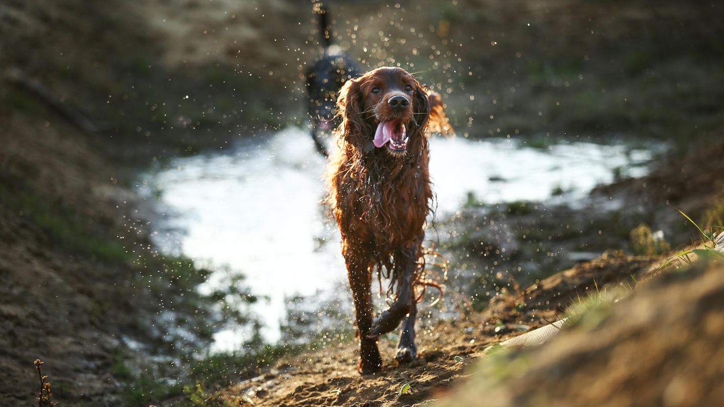 Nasse Hunde in der Natur