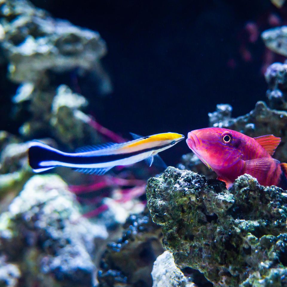 Putzerlippfische (links im Bild) sind im Riff für die Körperpflege anderer Fische zuständig