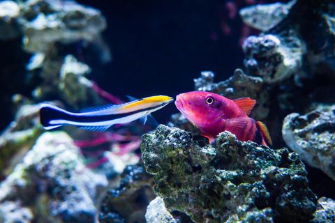 Putzerlippfische (links im Bild) sind im Riff für die Körperpflege anderer Fische zuständig