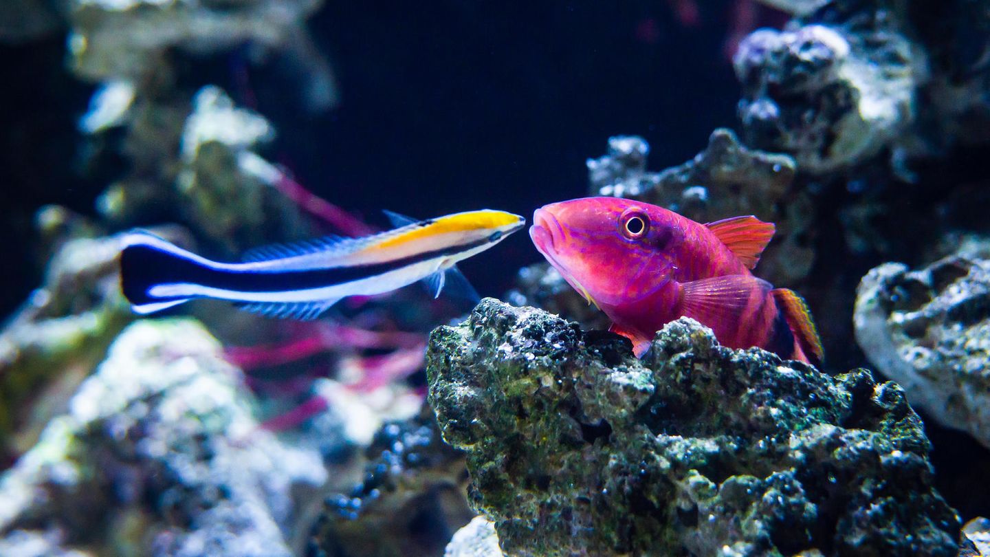 Putzerlippfische (links im Bild) sind im Riff für die Körperpflege anderer Fische zuständig