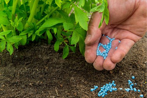 Blaukorn als Dünger bei Pflanzen