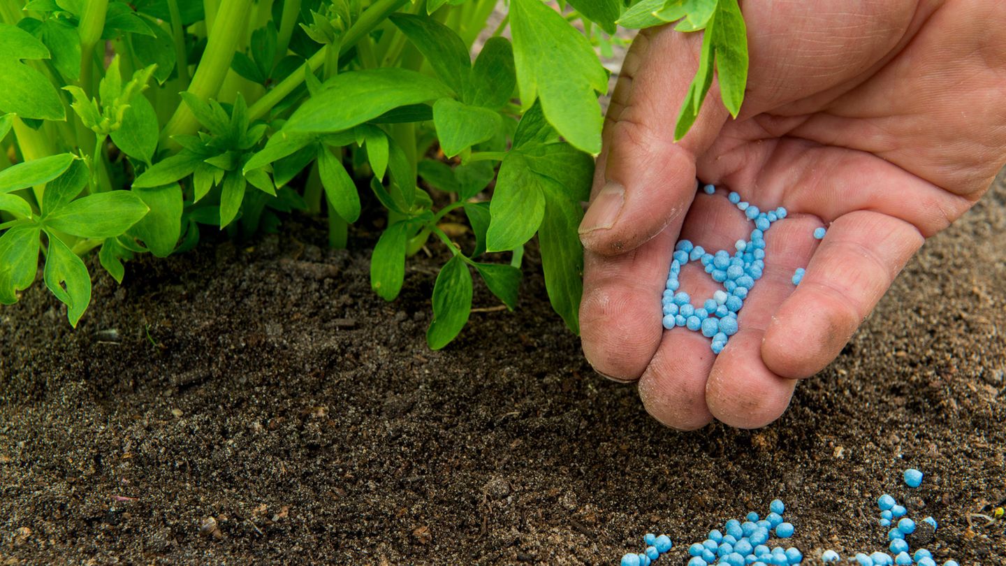Blaukorn als Dünger bei Pflanzen