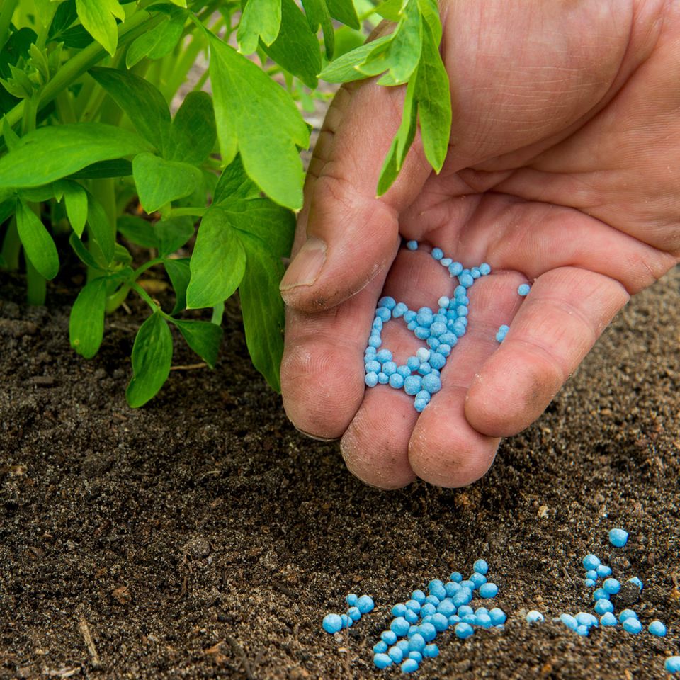 Blaukorn als Dünger bei Pflanzen